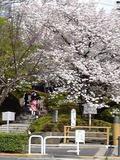 赤坂見附の桜